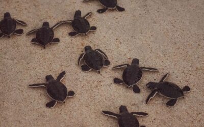 Survival of the Cutest: How Costa Rica’s Baby Animals Make It in the Wild