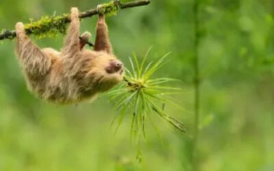 Rainforest Medicine Cabinet: How Costa Rica’s Animals Use Plants for Healing