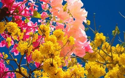 Costa Rica’s Blooming April: The Colors of Nature Awakening