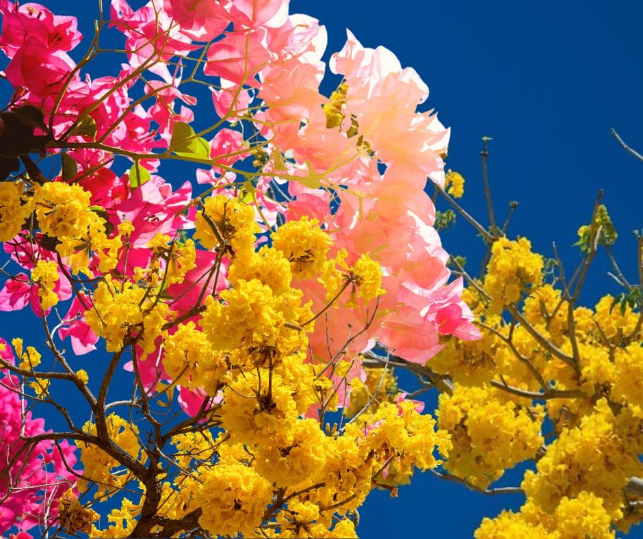 April Flowers