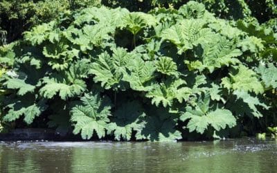 Gunnera Insignis: The Dinosaur of the Plant Kingdom