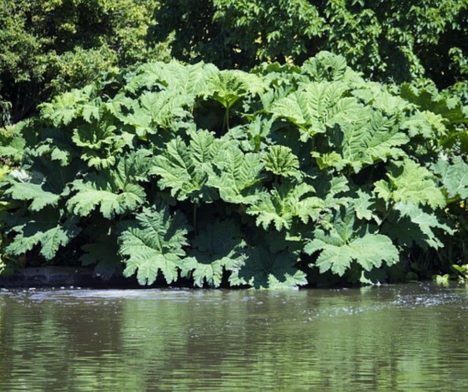 Plant Costa Rica dinasour Plant