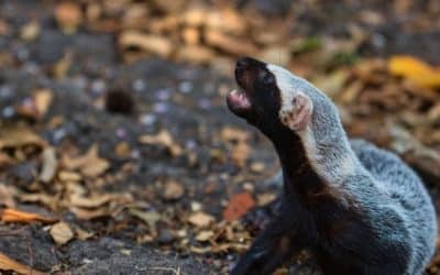 The Elusive Greater Grison: Costa Rica’s Mysterious Forest Predator
