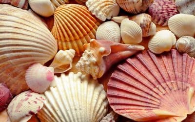 The Secret Life of Seashells: How They Form and Why They Matter