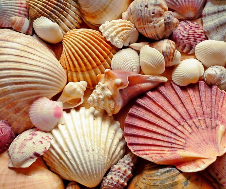 Seashells