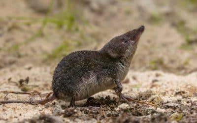 The Tiny Titans: Costa Rica’s Shrews and Their Miniature World