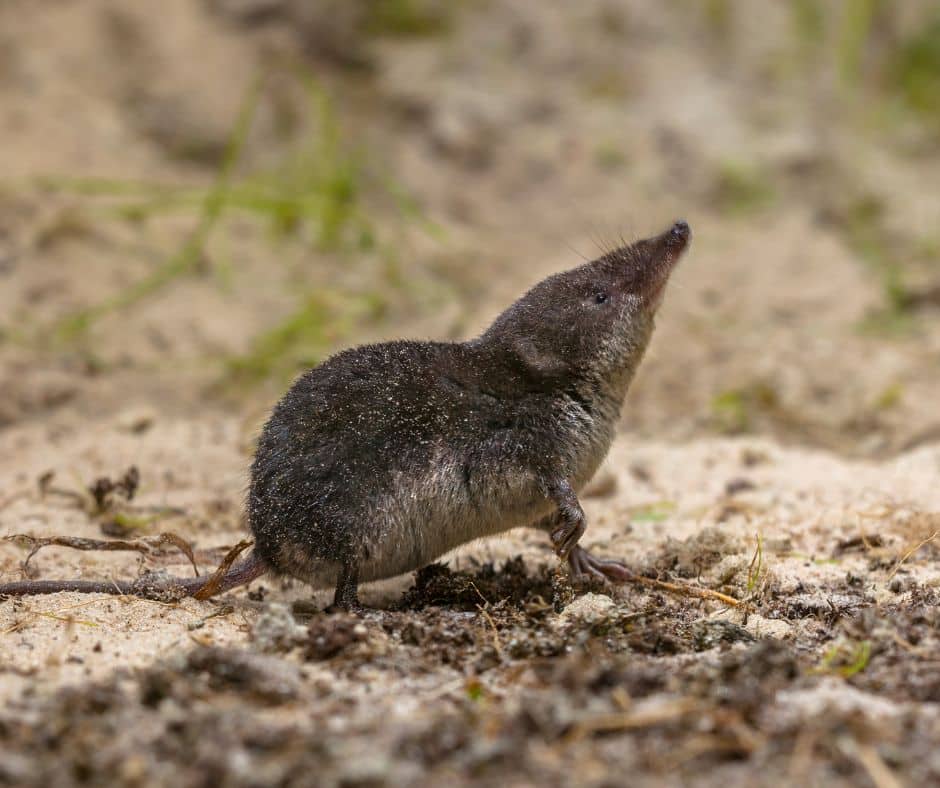 Shrews