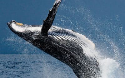 Whale Watching in Costa Rica: A Front-Row Seat to Nature’s Giants