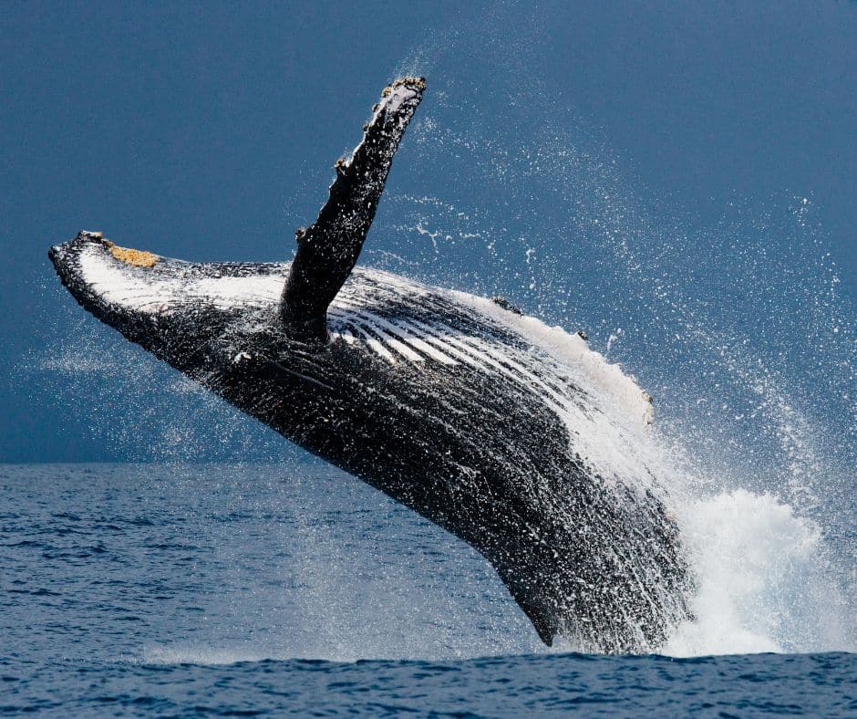 Whales in Costa Rica Whale Watching Costa Rica