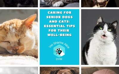 Caring for Senior Dogs and Cats: Essential Tips for Their Well-Being