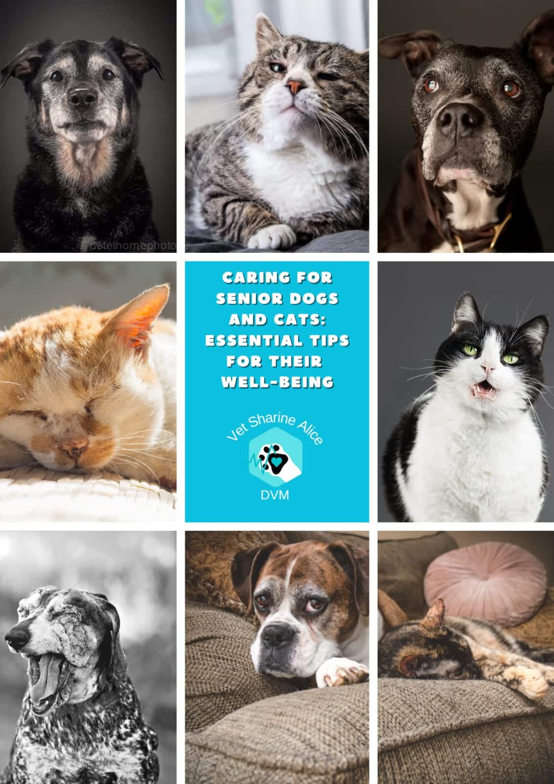 Dogs Older Dogs