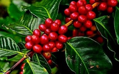 A Story About Costa Rican Coffee That Will Make You Feel Proud Every Time You Drink It