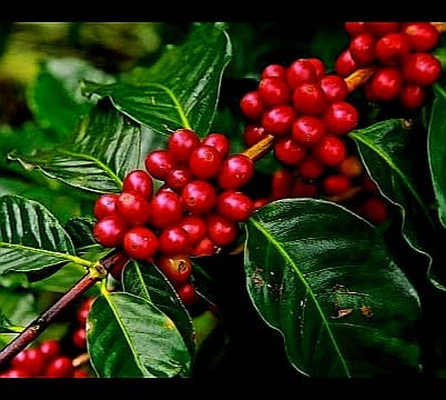 Costa Rican coffee Costa Rican coffee Arabica