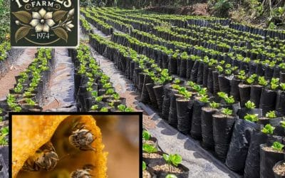 Torunes Farm: An Organic Coffee Haven and Oasis for Melipona Bees