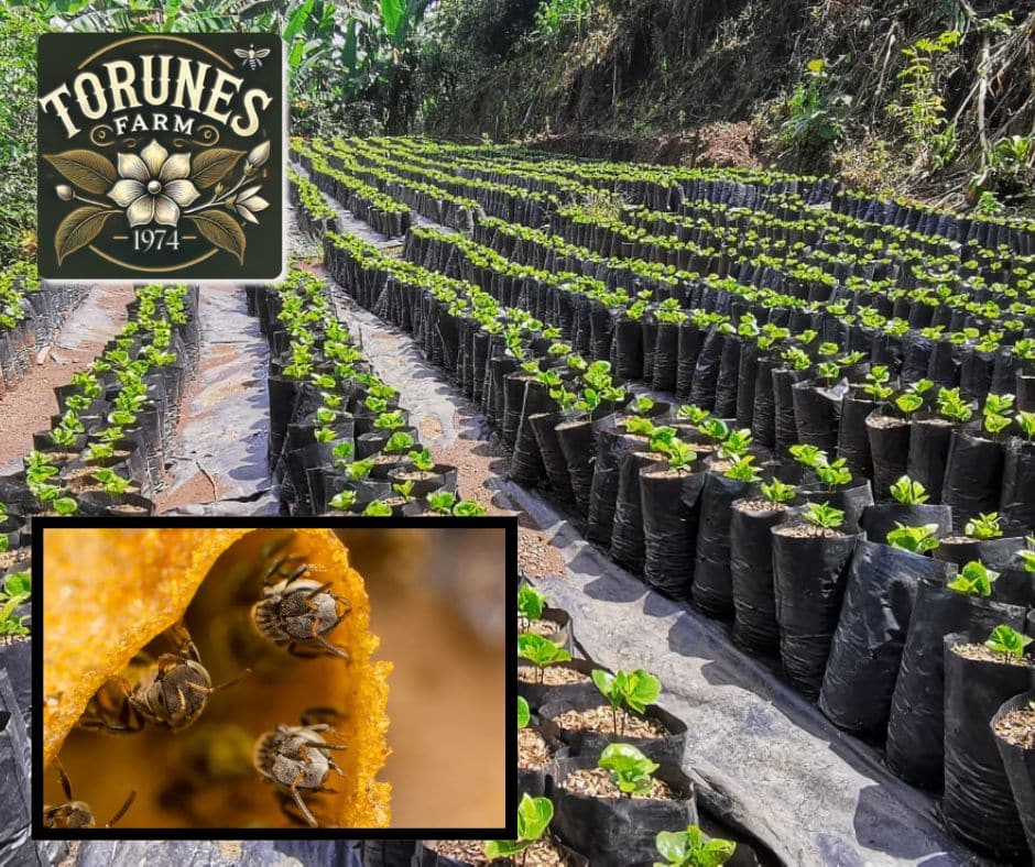 Torunes Farm Melipona bees Costa Rica Bee Oasis in an organic coffee farm