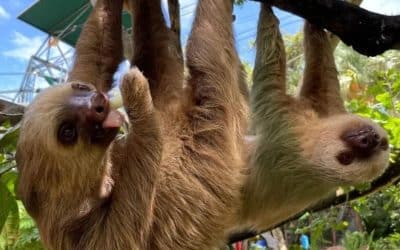 Why the Animals at Diamante Eco Adventure Park Are There – And How They Were Saved