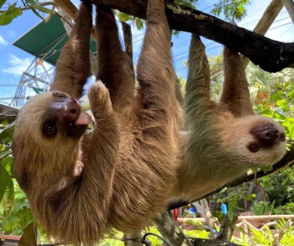 Diamante Eco Adventure Park animal rescue in Costa Rica