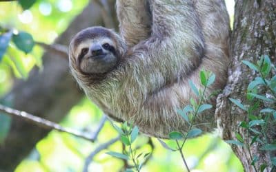 The Fascinating World of Sloths