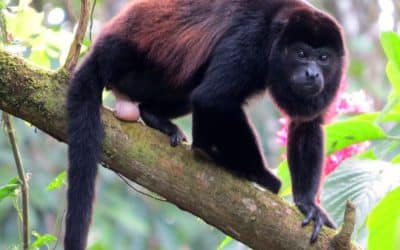 Howler Monkeys in Costa Rica: Survival, Threats, and the Role of Conservation