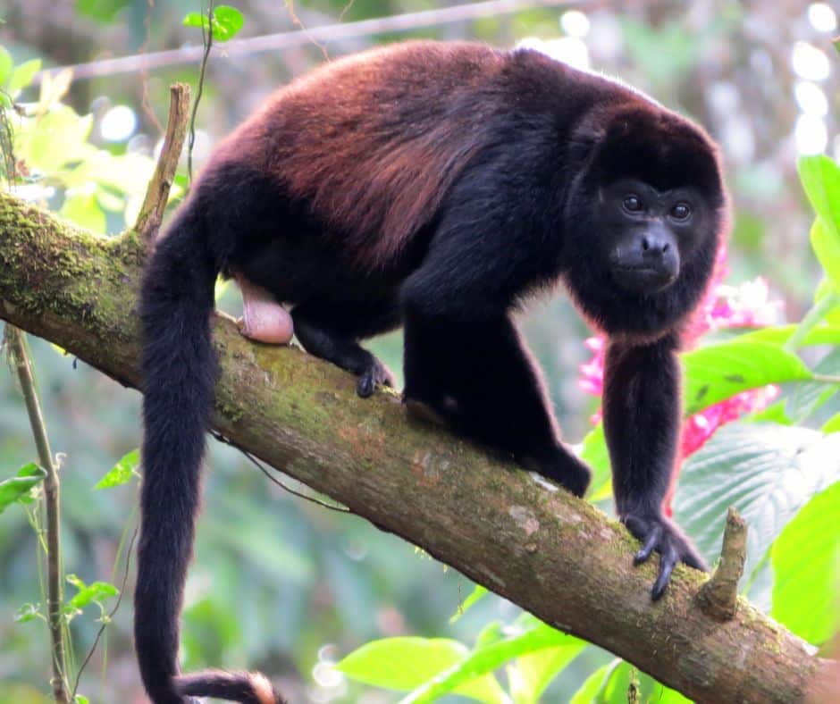 Congo mono