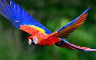 The Comeback of the Scarlet Macaw in Costa Rica