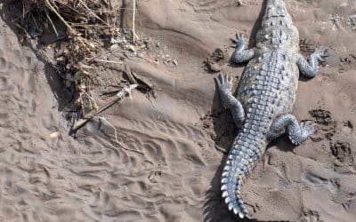 Why is the Tárcoles River in Costa Rica Famous?
