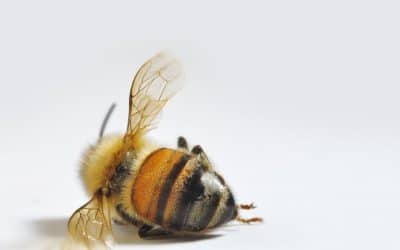 Agrochemicals are Killing Our Bees around the world