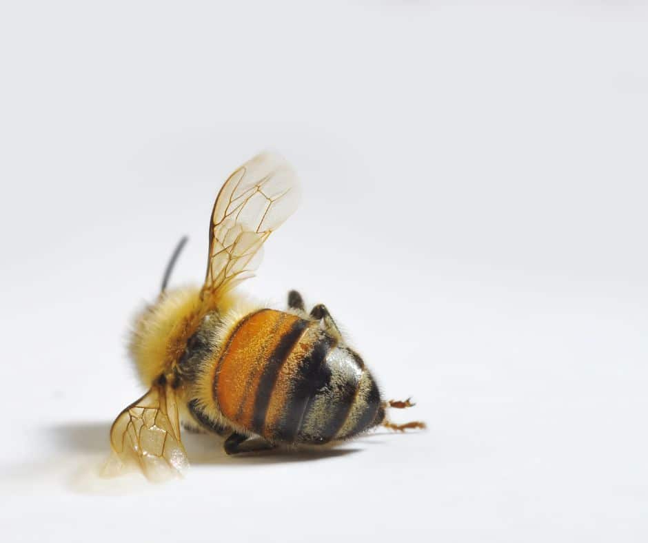 Bayer’s Roundup and bee extinction Bayer’s Roundup is wiping out Costa Rica’s bees. Starved, poisoned, and dying—will we stop this corporate-driven extinction?