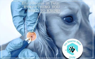 Ehrlichiosis in Pets: EVERYTHING YOU NEED TO KNOW!