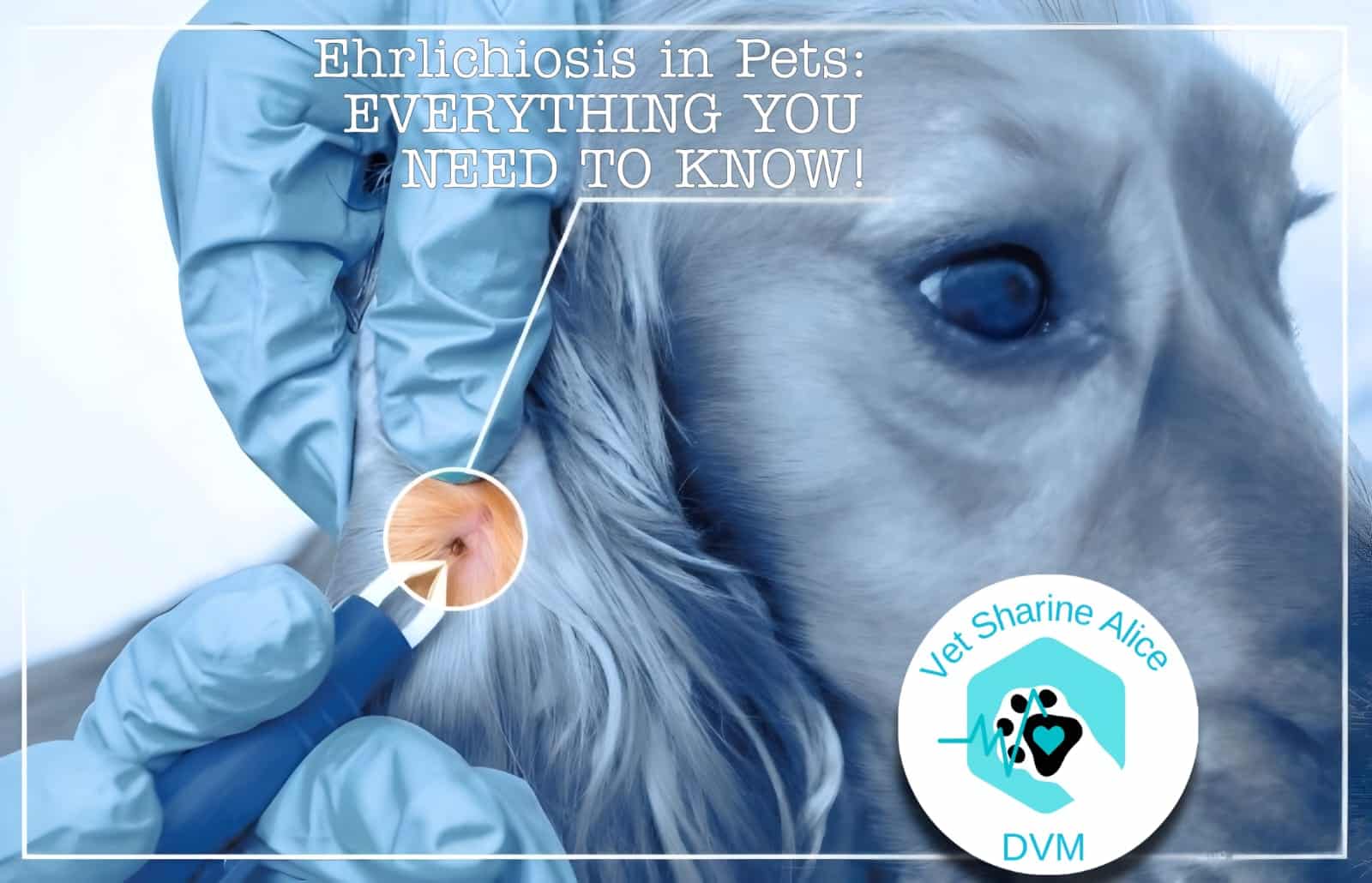 Ehrlichiosis in pets CR