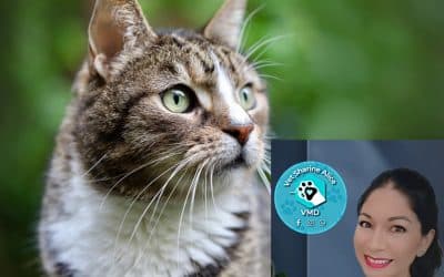 What IS infectious anemia in cats?
