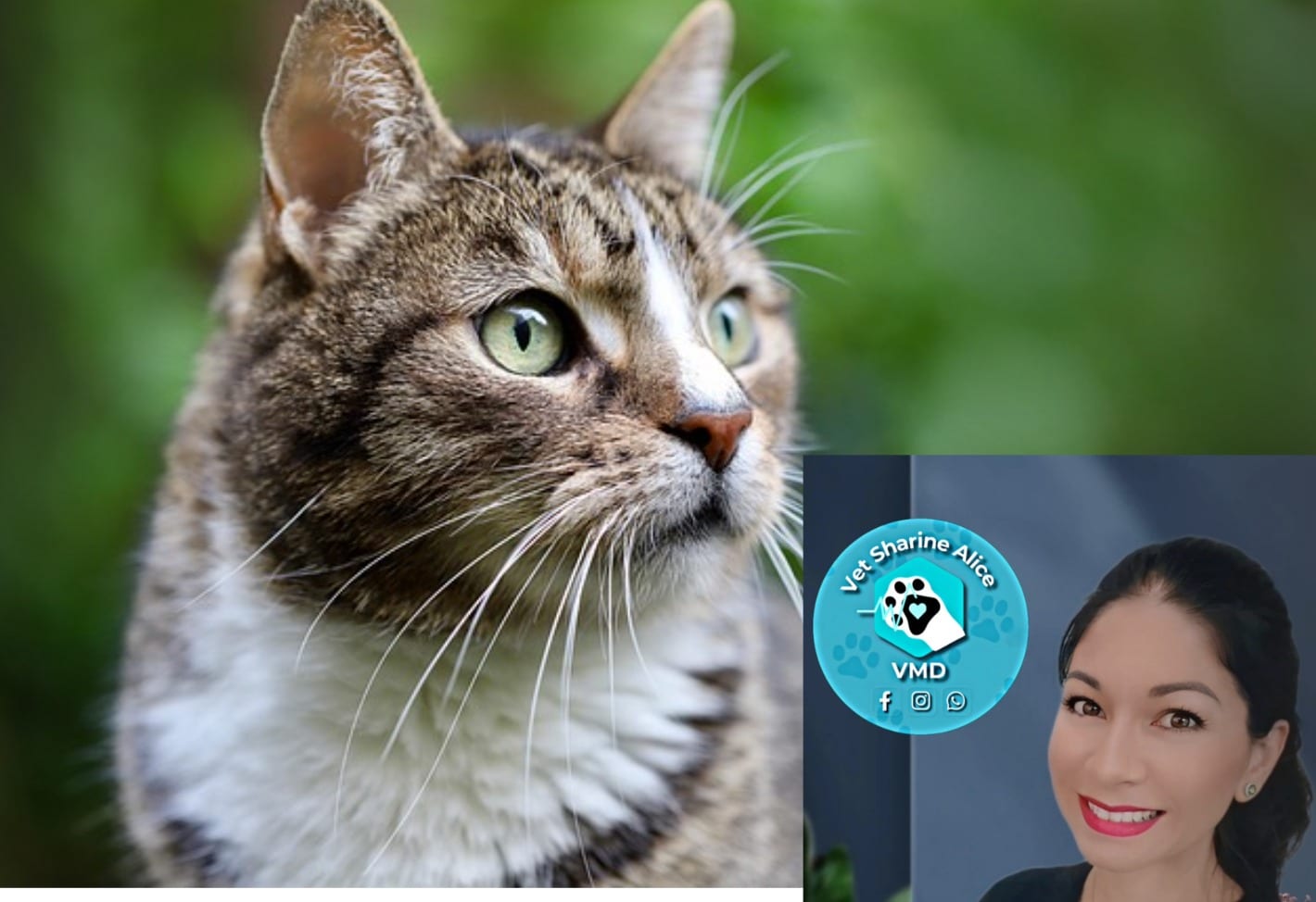 Dr Sharin Alice Vet Keeping Cats Health