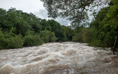 Food That Only Appears in Floods: Nature’s Secret Menu of the Wet Season
