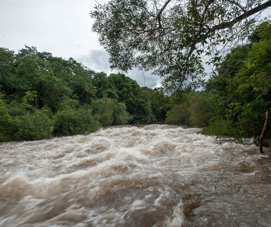 Discover Costa Rica’s wet-season delicacies: seasonal fish, floating fruit, and wild greens harvested by boat during the annual floods.