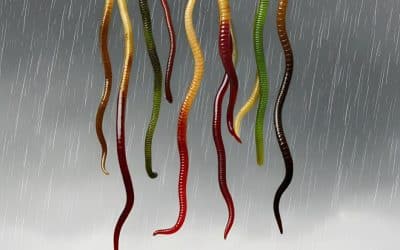 Strange Things fallings from the Sky in Costa Rica’s Rain Season