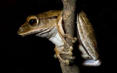 When Frogs Rule the Night: Costa Rica’s Rainforest After Dark