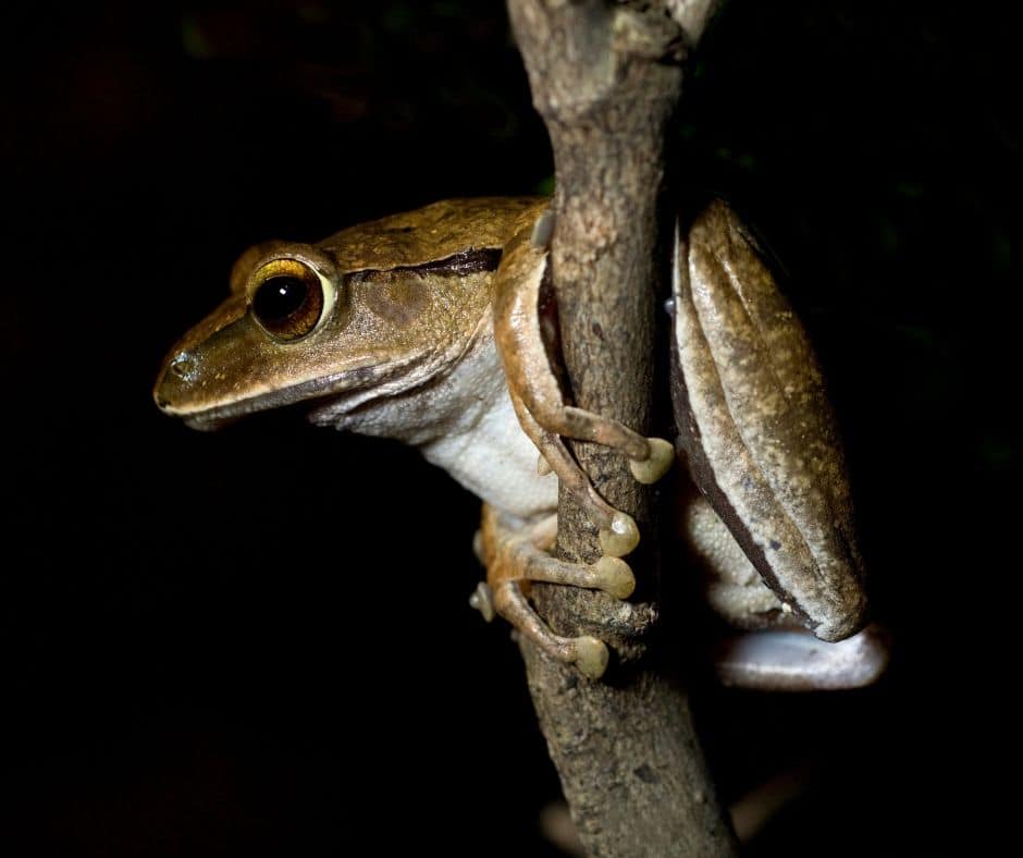 Explore Costa Rica’s wild rainy season nights, when frogs rule the rainforest with colourful displays, croaking choirs, and primal rituals.