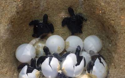 Baby Turtle Frenzy: A Wet-Season Miracle on the Sand