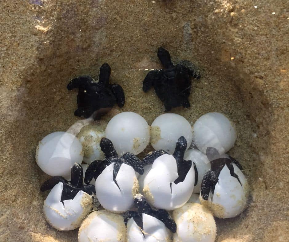 Costa Ricaโs beaches erupt with life each July as baby sea turtles hatch and rush to the ocean. Discover where and how to see it responsibly.