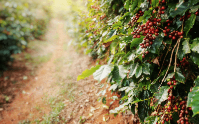 Why Everyone Wants to Own a Coffee Farm Now: The Next Big Property Boom