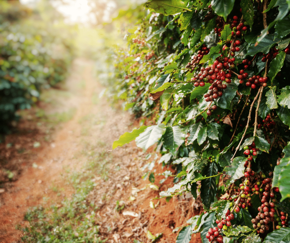 Discover the rising trend of owning a coffee farm in Costa Rica. Learn what to look for, why it's booming, and how to live the dream.