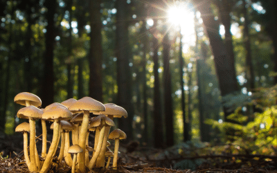 Jungle Mushrooms—And the Chefs Who Can’t Get Enough