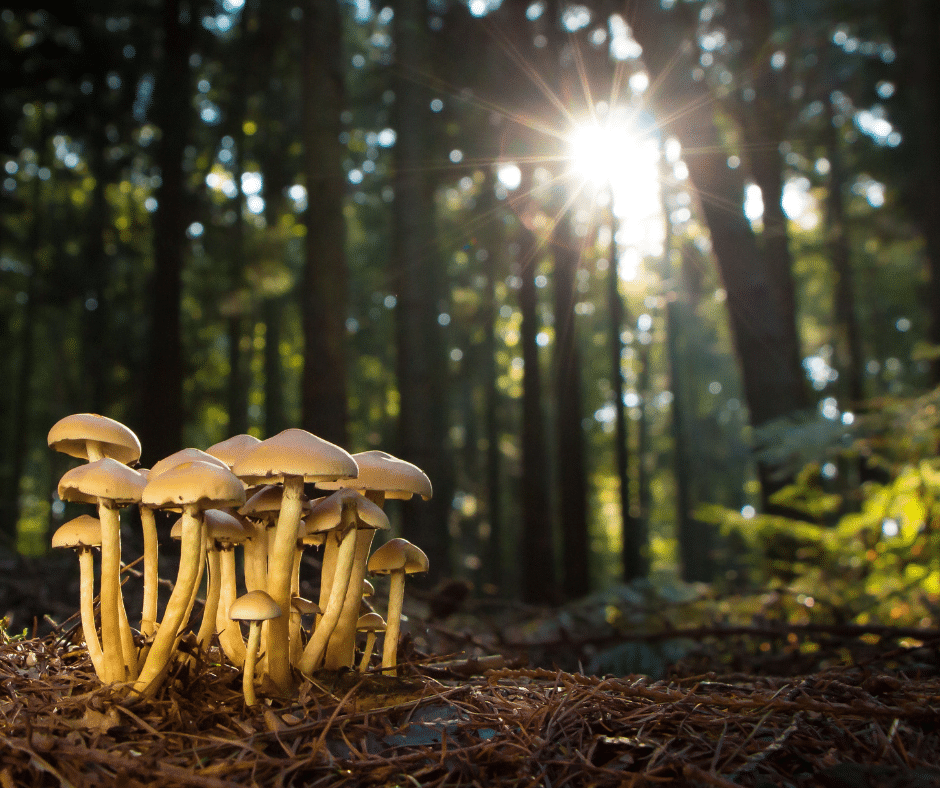 Discover the wild world of jungle mushrooms in Costa Rica—edible treasures, toxic twins, and the chefs turning fungi into fine dining art.