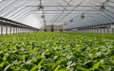 Green Gold: Costa Rica’s Growing Botanical Product Export Market