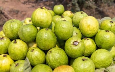 How to Eat a Cas Fruit Without Regretting It: Tricks to Tame Costa Rica’s Tart Treat