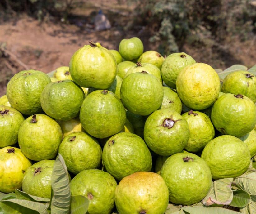 Love it or hate it, cas fruit packs a punch. Learn how to tame its tart bite with tips that turn this sour guava into a tropical delight.