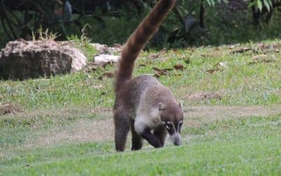 Mini Summer, Mega Activity: Wildlife You’re More Likely to See