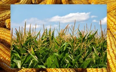 July’s Festival of Maíz: Corn Gets Its Crown