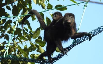 A Heartbreaking Loss: A Call to Protect Our Howler Monkeys