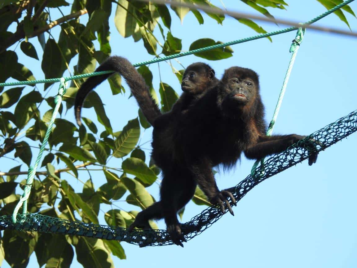 Monkeys on bridge